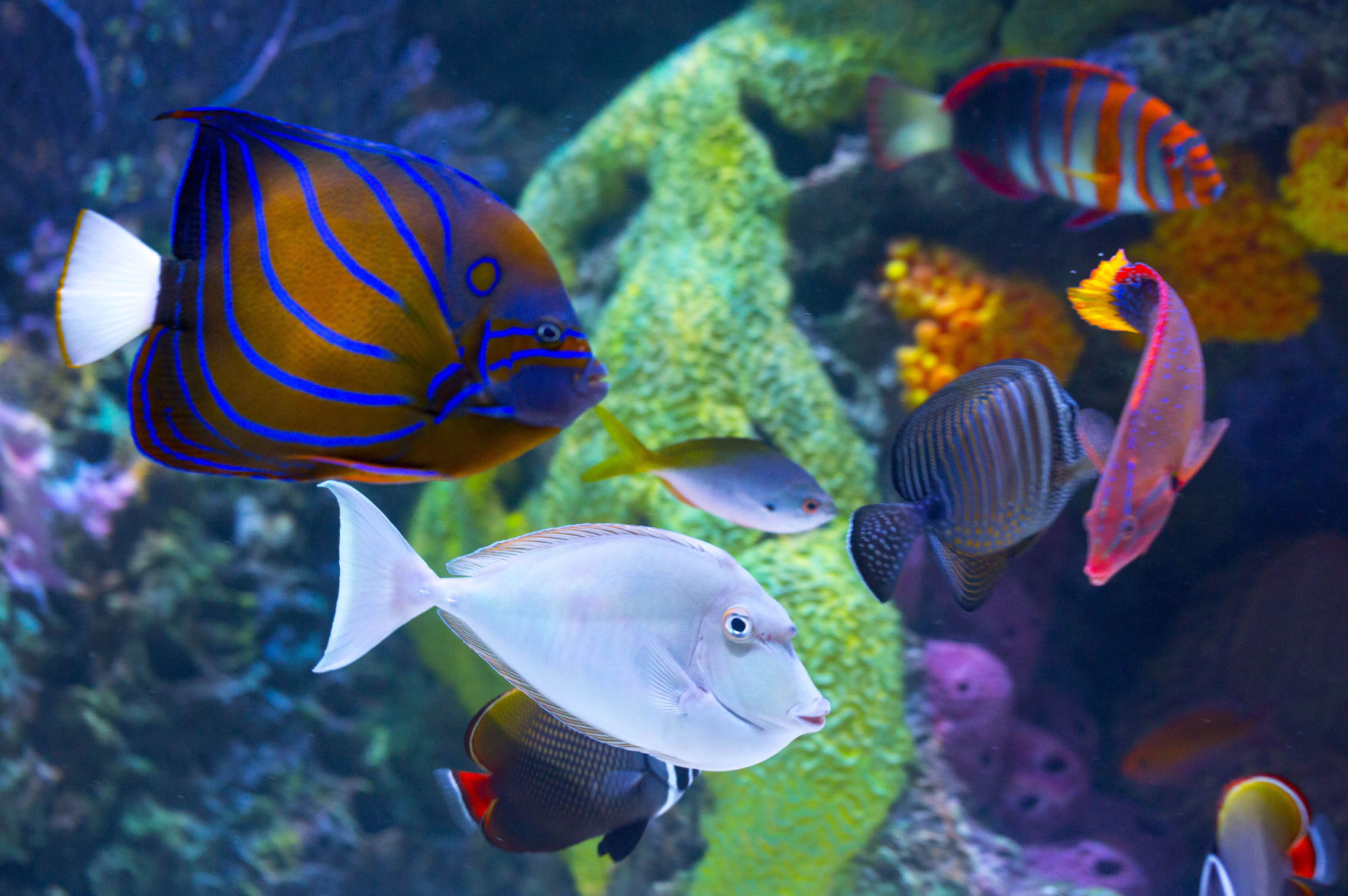 Science Center aquarium preview
